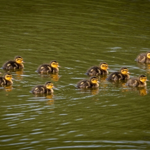 Redwell   15 06 2020   D500   Les 501.jpg